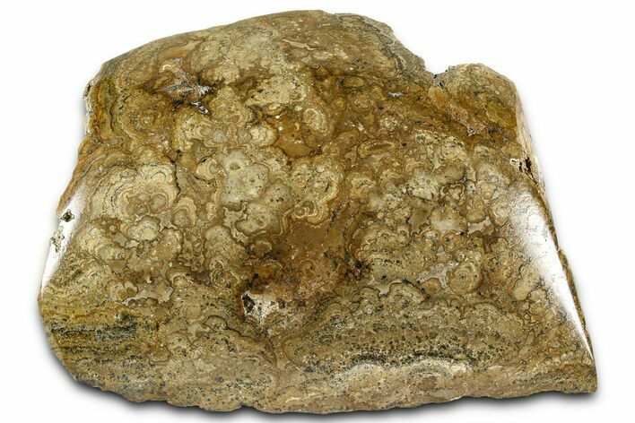 Polished Miocene Stromatolite (Chlorellopsis) - Crimea #362975